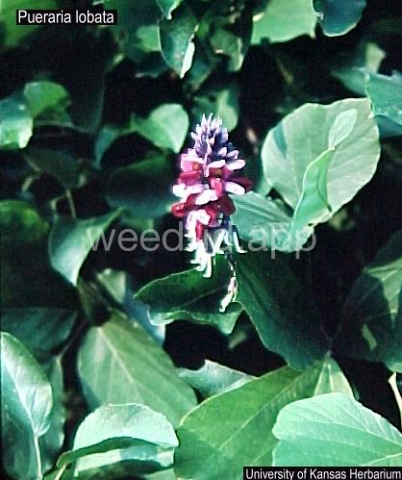 kudzu